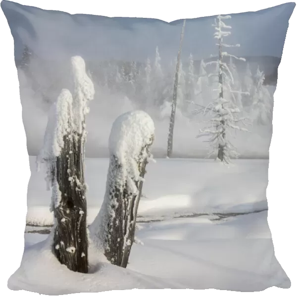 Lodgepole pine tree stumps in a snow covered landscape in winter at Yellowstone Lake, YNP, USA
