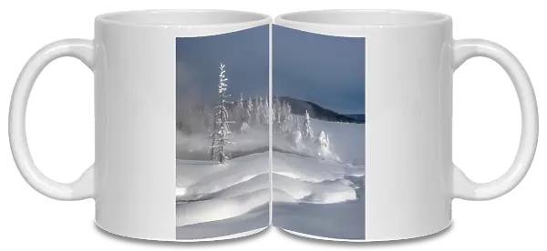 Lodgepole pine trees in a snow covered landscape in winter at Yellowstone Lake, YNP, USA