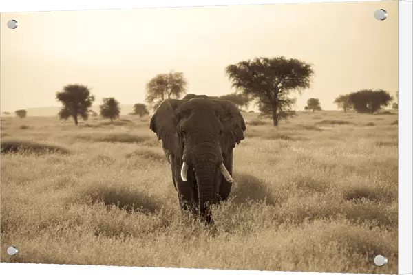 An African elephant walks through the Serengeti plains