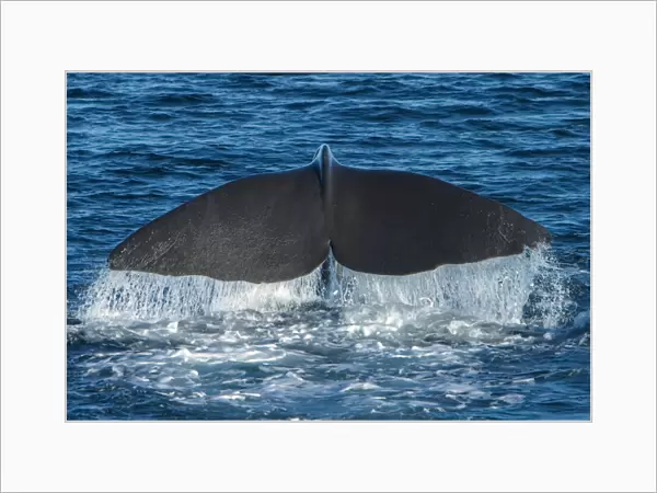Tail flukes of a large male sperm whale, diving