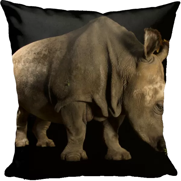 Northern white rhinoceros portrait