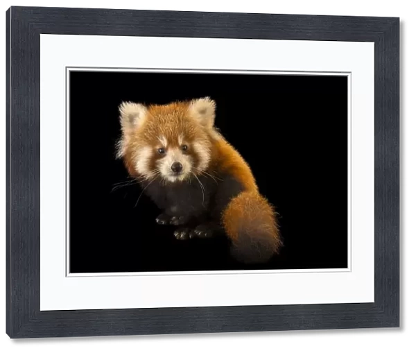 Portrait of a young Red panda