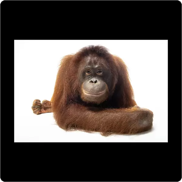 Portrait of a Bornean orangutan