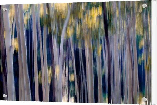 Blurred beauty of aspen trees