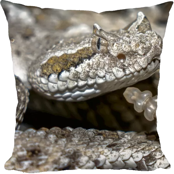 Sidewinder rattlesnake portrait