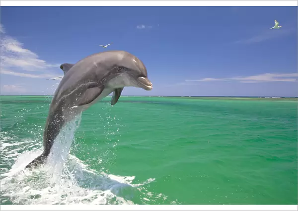 Dolphin leaping from the ocean, Roatan, Honduras