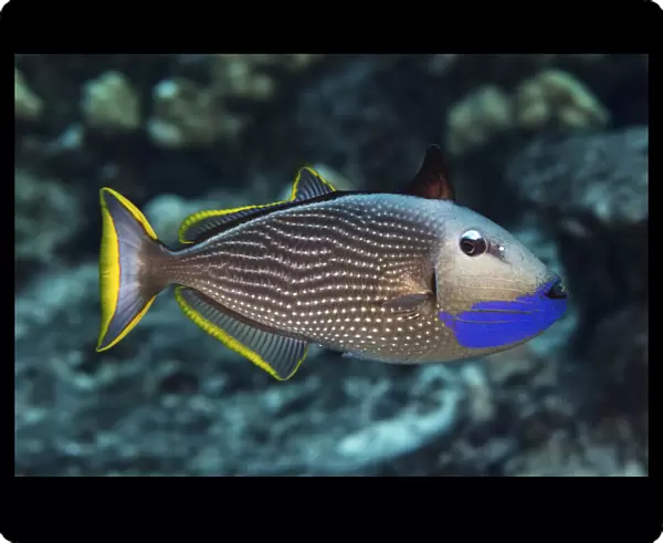 Portrait of a male gilded triggerfish; Maui, Hawaii, United States of America