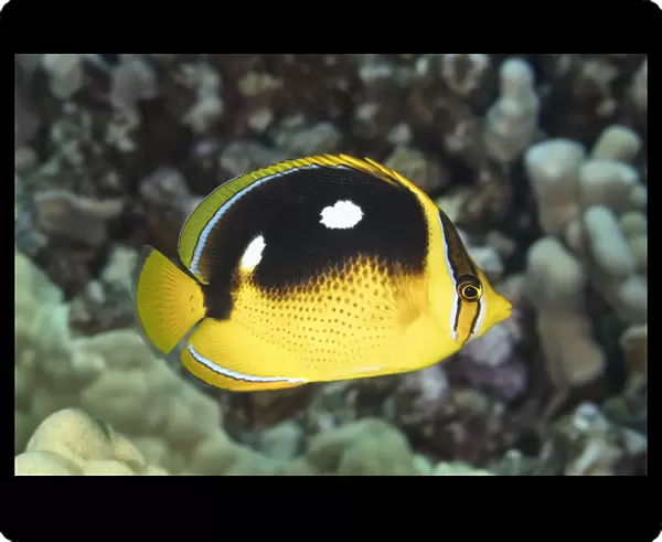 Close-up portrait of a Fourspot Butterflyfish, Hawaii, USA