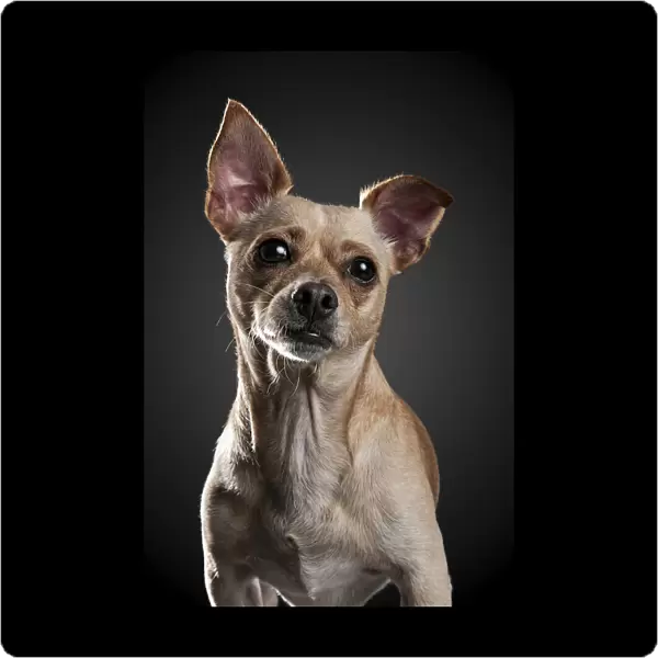 Portrait of a Chihuahua against a black background