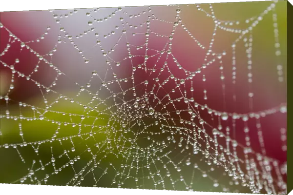Spider Web on a misty day