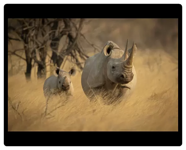Black rhinoceros and calf standing in the long grass in Etosha National Park, Oshikoto, Namibia