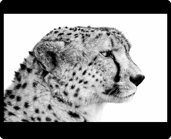 Black and white portrait of a close-up of a cheetah, head shot, Tanzania