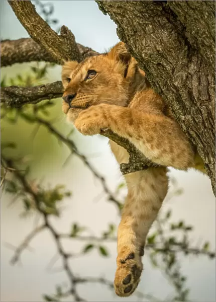 Lion cub relaxing on tree branch looking up in Tanzania