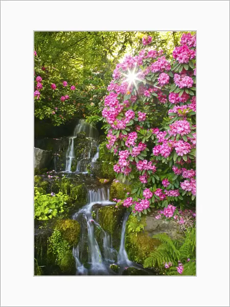 Waterfall in Crystal Springs Rhododendron Gardens in Portland, Oregon, USA