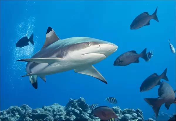 Blacktip Reef Shark, Carcharhinus melanopterus, Yap, Micronesia