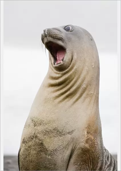 Southern Elephant Seal pup at play, Antarctica