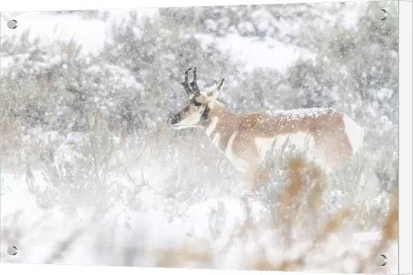 Pronghorn antelope in a snowy field of sagebrush, USA