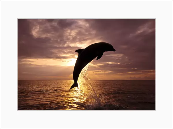 Dolphin leaping from the ocean at sunset, Roatan, Honduras