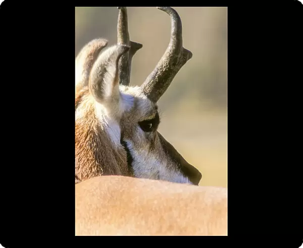 Portrait of pronghorn antelope buck in warm light, YNP, USA