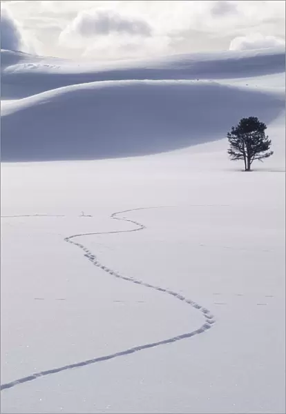 a lone lodgepole pine tree and coyote tracks in the fresh snow, YNP, Wyoming, USA