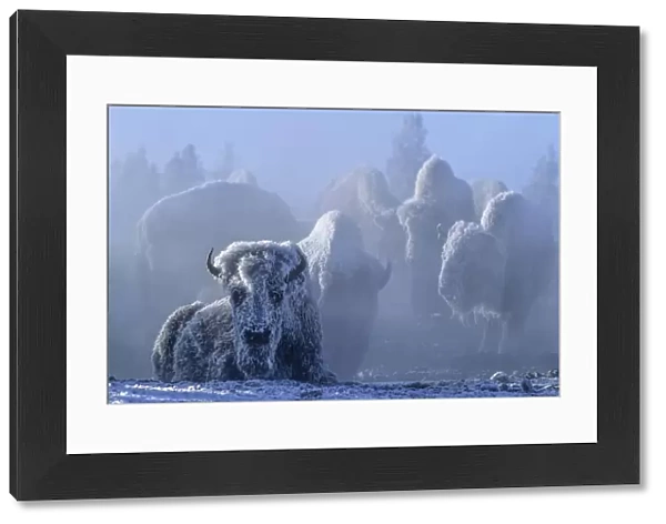 Frost covered American bison on geothermally heated ground in winter, YNP, Wyoming, USA