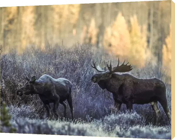 Bull moose and cow moose courting in the frosted willows, YNP, Wyoming, USA