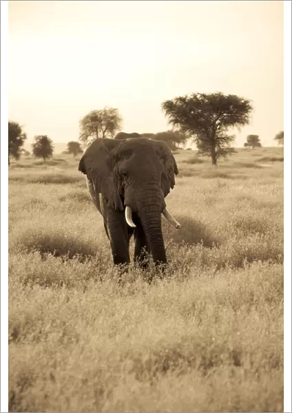An African elephant walks through the Serengeti plains