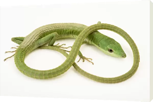 Portrait of a green grass lizard