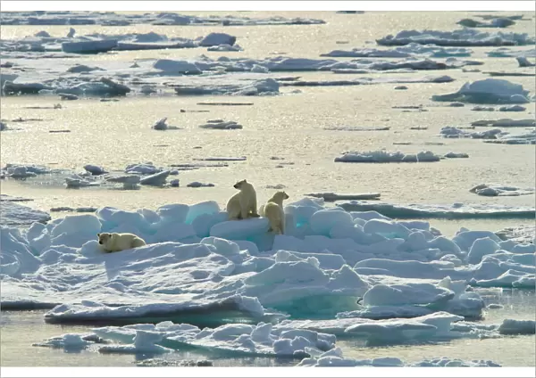 Three polar bears climbing on Arctic Ice