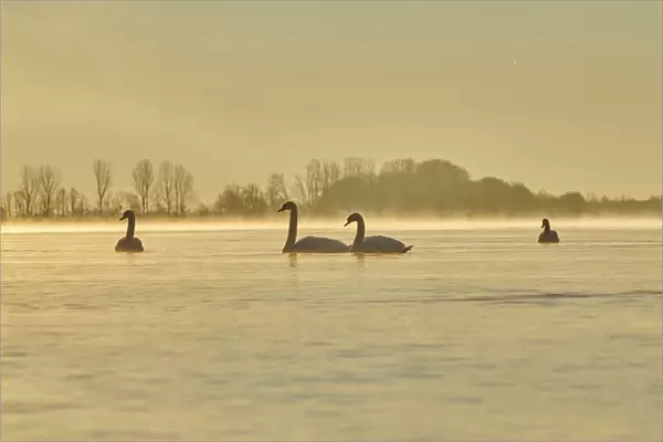 Mute swans swimming on Donau River at sunrise, Bavaria, Germany