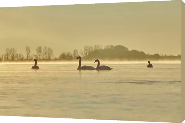 Mute swans swimming on Donau River at sunrise, Bavaria, Germany