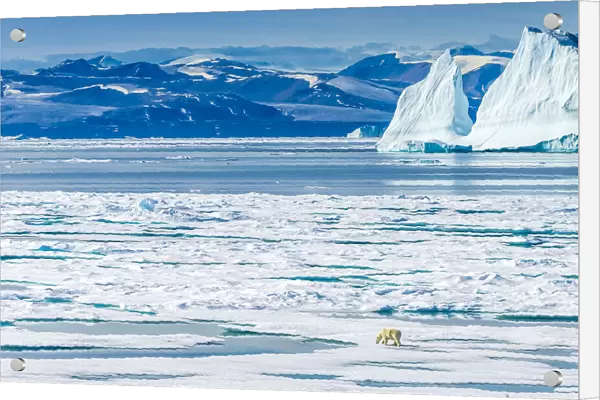 A polar bear (Ursus maritimus) wanders across the ice floes in the Canadian Arctic