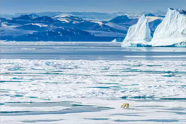 A polar bear (Ursus maritimus) wanders across the ice floes in the Canadian Arctic