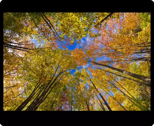 Vibrant autumn colours in the Laurentians of Quebec, Canada