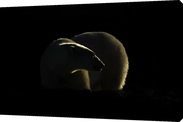 Backlit polar bear turning head in darkness