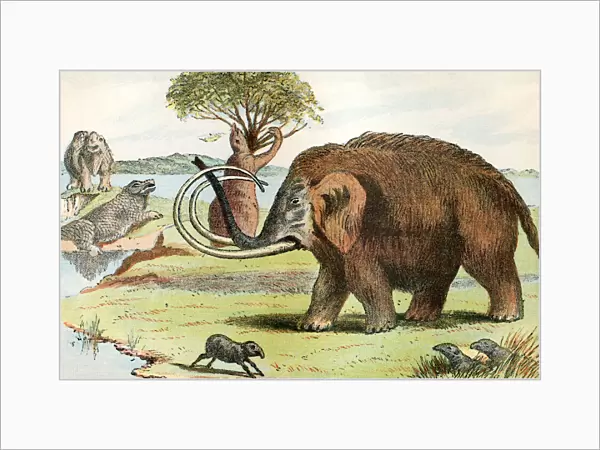 The woolly mammoth (Mammuthus primigenius). A species of mammoth that lived during the Pleistocene epoch. From The Worlds Foundations or Geology for Beginners, published 1883