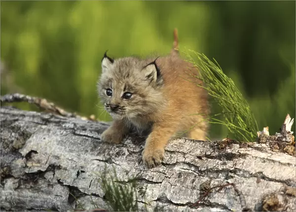 Canadian Lynx Kitten Climbing On A Log, Alaska