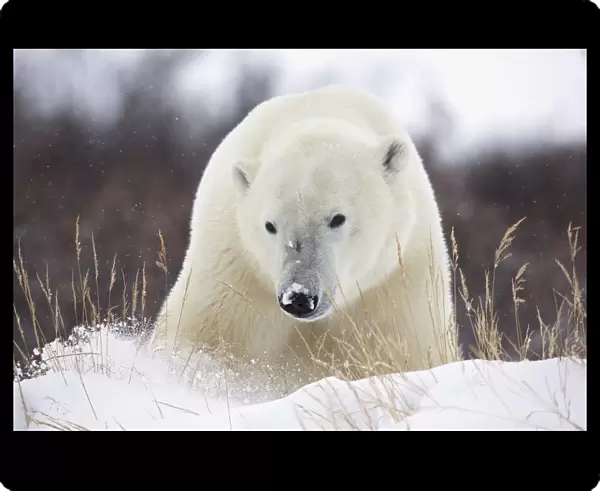 Polar bear (ursus maritimus) walking along hudsons bay; Churchill manitoba canada