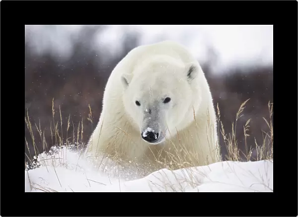 Polar bear (ursus maritimus) walking along hudsons bay; Churchill manitoba canada