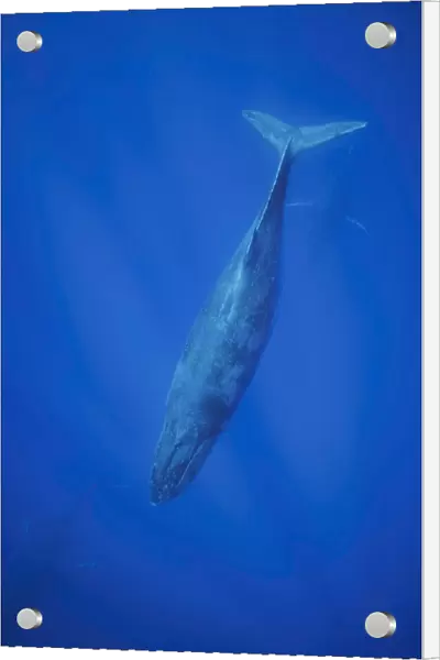 Humpback whales (Megaptera novaeangliae) underwater; Hawaii, United States of America