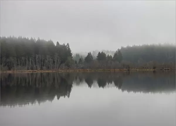 Mirror image of trees in a forest area along the shoreline of tranquil Scott Lake, near Olympia, Washington, USA; Washington, United States of America