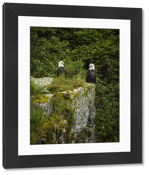 Portrait of two bald eagles (Haliaeetus leucocephalus) perched on top of a boulder in Kinak Bay; Katmai National Park and Preserve, Alaska, United States of America