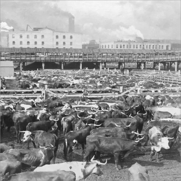 Historic image in black and white of cattle in Union Stock Yards in Chicago, circa 1900; Chicago, Illinois, United States of America