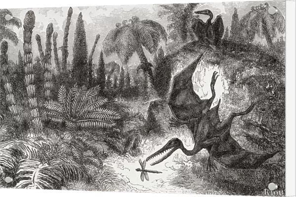 Imaginary view of pterosaurs or pterodactyls. From The Universe or, The Infinitely Great and the Infinitely Little, published 1882