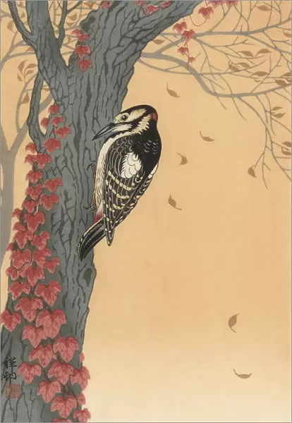 Great Spotted Woodpecker in Tree with Red Ivy by Japanese artist Ohara Koson, 1877 - 1945. Ohara Koson was part of the shin-hanga, or new prints movement
