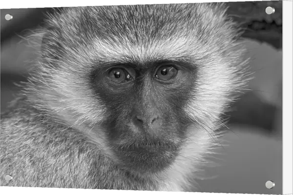 Close-up portrait of a vervet monkey (Chlorocebus pygerythrus) looking at the camera at Kleins Camp; Serengeti, Tanzania