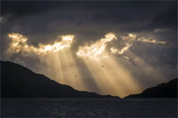 Silhouette of the mountains and herring gulls (Larus argentatus) flying over the water at sunset near Kylesmorar; Mallaig, Scotland