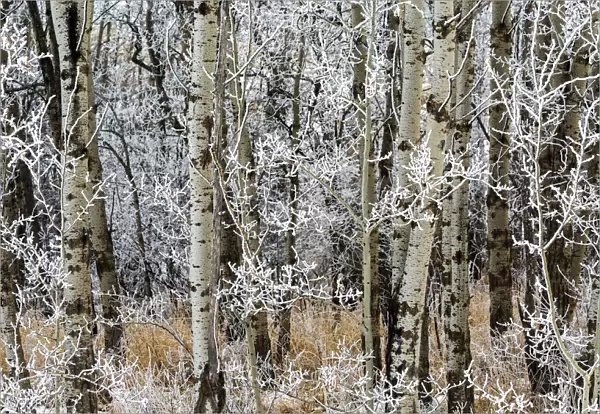 Close up of frosted aspen tree branches in a forest; Calgary, Alberta, Canada