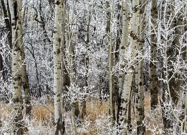 Close up of frosted aspen tree branches in a forest; Calgary, Alberta, Canada