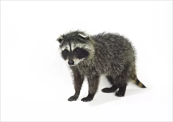 Portrait of Baby Raccoon